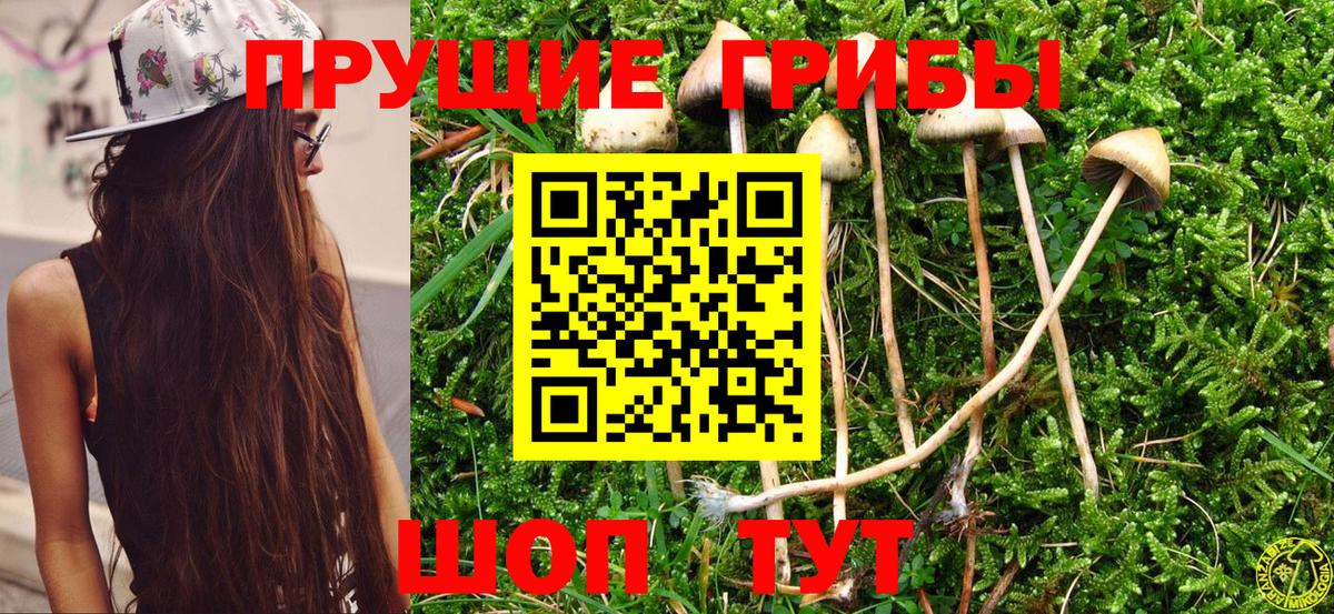 Курчалой  Псилоцибиновые грибы MAGIC MUSHROOMS  Вход с VPN  Псилоцибиновые грибы MAGIC MUSHROOMS 